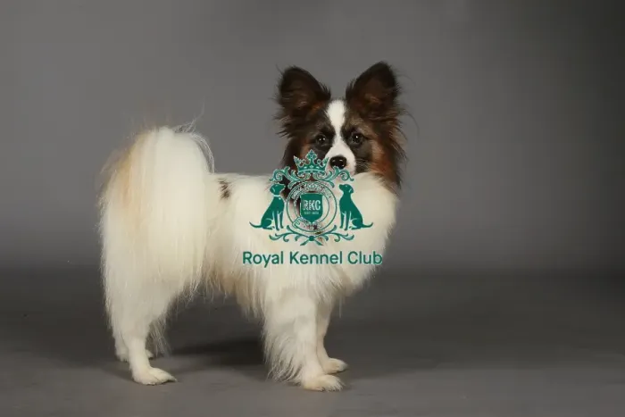 Framed Print : Crufts 2013, nick ridley, stock images, KCPL, KCPL_Stock, March 2013, papillon Framed Print : Crufts 2013, nick ridley, stock images, KCPL, KCPL_Stock, March 2013, papillon