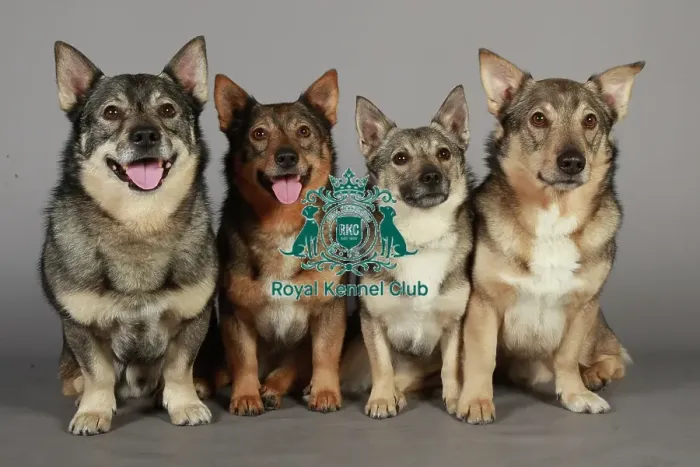 Framed Print : Crufts 2013, nick ridley, stock images, KCPL, KCPL_Stock, March 2013, swedish vallhund