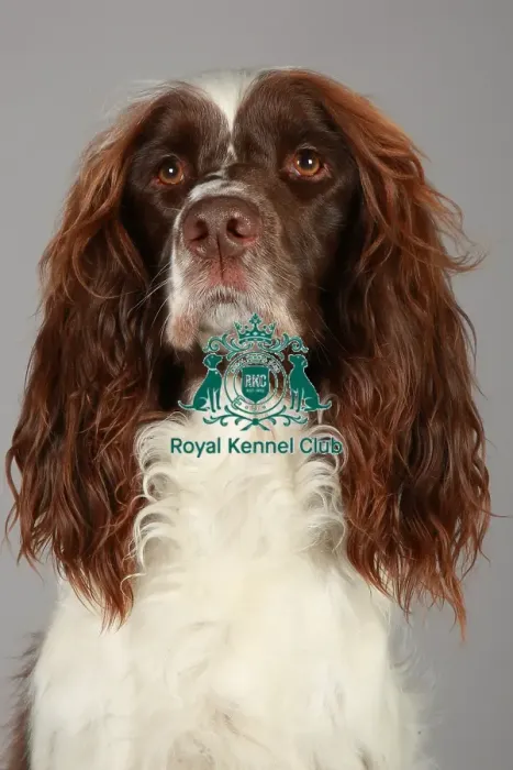 Framed Print : Crufts 2013, nick ridley, stock images, KCPL, KCPL_Stock, March 2013, Spaniel (English Framed Print : Crufts 2013, nick ridley, stock images, KCPL, KCPL_Stock, March 2013, Spaniel (English