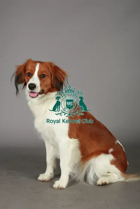 Framed Print : Crufts 2013, nick ridley, stock images, KCPL, KCPL_Stock, March 2013, Kooikerhondje