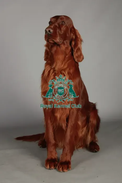 Framed Print : Crufts 2013, nick ridley, stock images, KCPL, KCPL_Stock, March 2013, Irish Setter