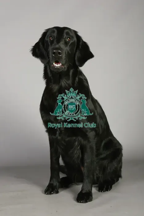Framed Print : Crufts 2013, nick ridley, stock images, KCPL, KCPL_Stock, March 2013, Retriever