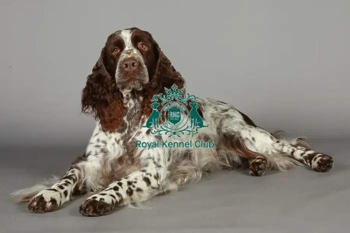 Framed Print : Crufts 2013, nick ridley, stock images, KCPL, KCPL_Stock, March 2013, Spaniel (English Framed Print : Crufts 2013, nick ridley, stock images, KCPL, KCPL_Stock, March 2013, Spaniel (English