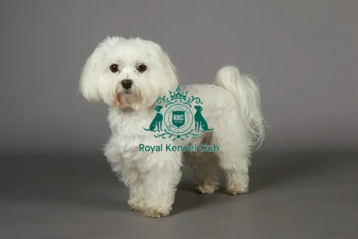 Framed Print : Crufts 2013, nick ridley, stock images, KCPL, KCPL_Stock, March 2013, Maltese