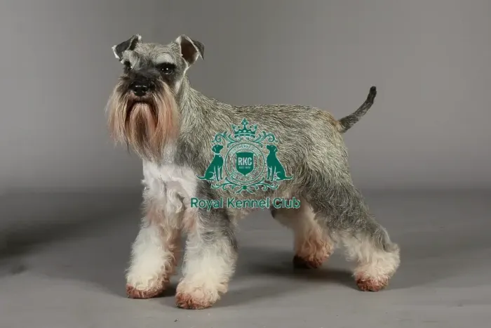 Framed Print : Crufts 2013, nick ridley, stock images, KCPL, KCPL_Stock, March 2013, Miniature Schnauzer Framed Print : Crufts 2013, nick ridley, stock images, KCPL, KCPL_Stock, March 2013, Miniature Schnauzer