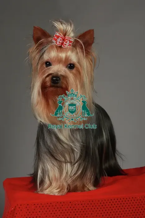 Framed Print : Crufts 2013, nick ridley, stock images, KCPL, KCPL_Stock, March 2013, Yorkshire Terrier Framed Print : Crufts 2013, nick ridley, stock images, KCPL, KCPL_Stock, March 2013, Yorkshire Terrier