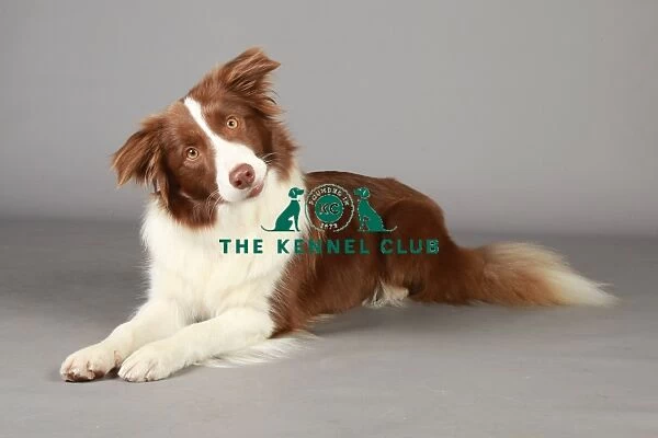 Crufts 2013, nick ridley, stock images, KCPL, KCPL_Stock, March 2013, Border Collie