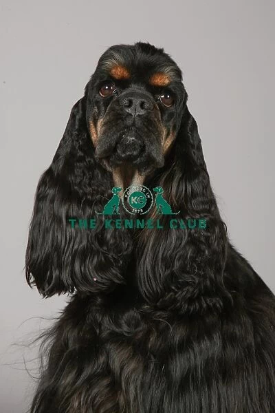 Crufts 2013, nick ridley, stock images, KCPL, KCPL_Stock, March 2013, Spaniel (American