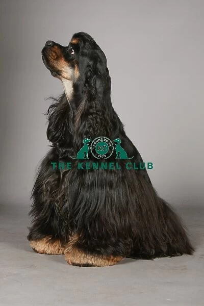 Crufts 2013, nick ridley, stock images, KCPL, KCPL_Stock, March 2013, Spaniel (American