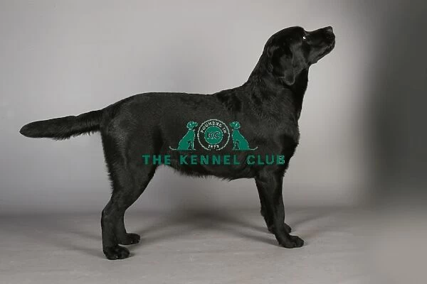 Crufts 2013, nick ridley, stock images, KCPL, KCPL_Stock, March 2013, retriever