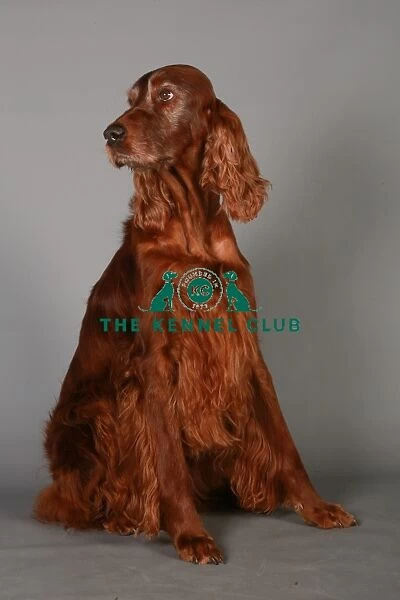 Crufts 2013, nick ridley, stock images, KCPL, KCPL_Stock, March 2013, Irish Setter