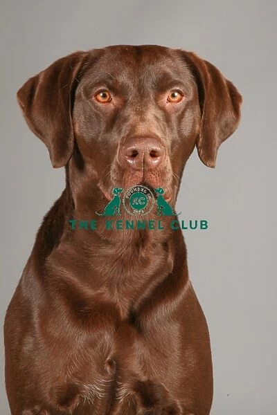 Crufts 2013, nick ridley, stock images, KCPL, KCPL_Stock, March 2013, german shorthaired