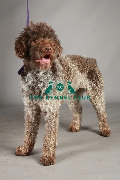 Crufts 2013, nick ridley, stock images, KCPL, KCPL_Stock, March 2013, lagotto romagnolo