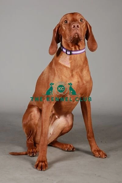 Crufts 2013, nick ridley, stock images, KCPL, KCPL_Stock, March 2013, hungarian vizsla