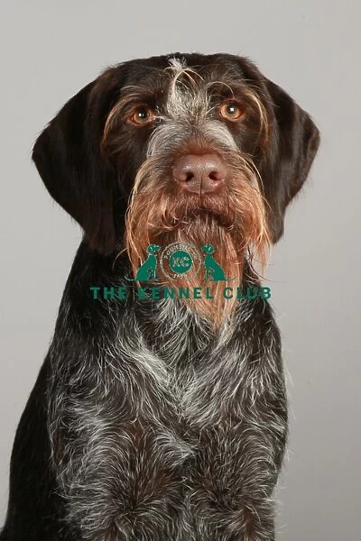 Crufts 2013, nick ridley, stock images, KCPL, KCPL_Stock, March 2013, German Wirehaired