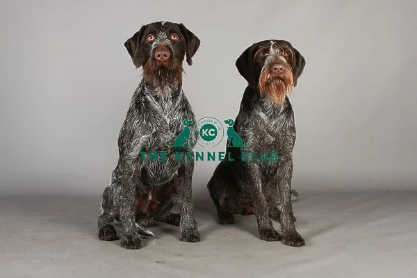 Crufts 2013, nick ridley, stock images, KCPL, KCPL_Stock, March 2013, German Wirehaired