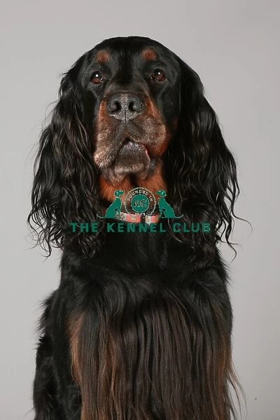 Crufts 2013, nick ridley, stock images, KCPL, KCPL_Stock, March 2013, Gordon Setter