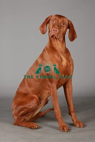 Crufts 2013, nick ridley, stock images, KCPL, KCPL_Stock, March 2013, hungarian vizsla