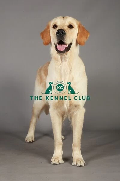 Crufts 2013, nick ridley, stock images, KCPL, KCPL_Stock, March 2013, Retriever (Golden)