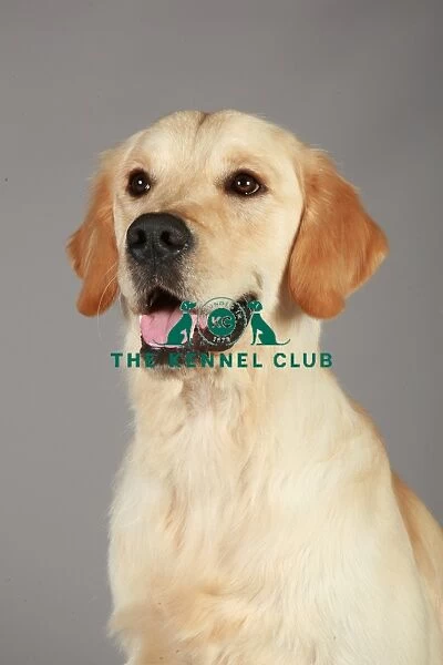 Crufts 2013, nick ridley, stock images, KCPL, KCPL_Stock, March 2013, Retriever (Golden)