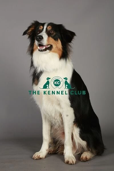 Crufts 2013, nick ridley, stock images, KCPL, KCPL_Stock, March 2013, Border Collie