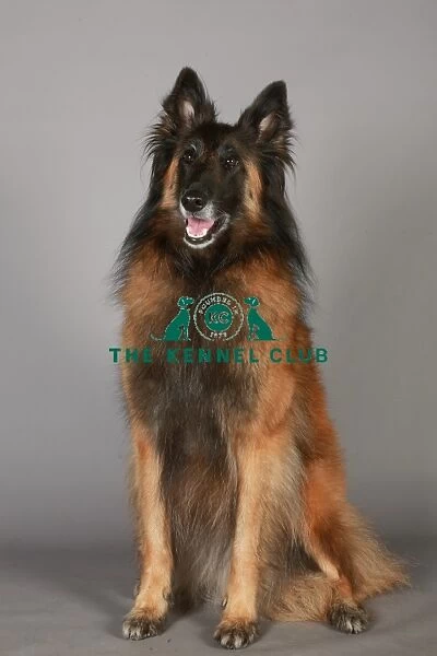 Crufts 2013, nick ridley, stock images, KCPL, KCPL_Stock, March 2013, Belgian Shepherd