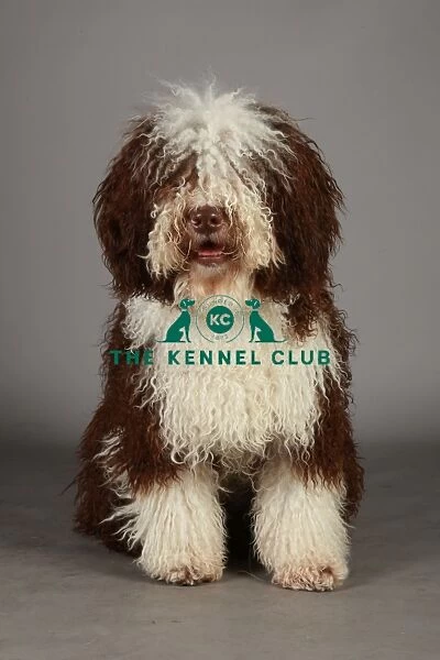 Crufts 2013, nick ridley, stock images, KCPL, KCPL_Stock, March 2013, Spanish Water Dog