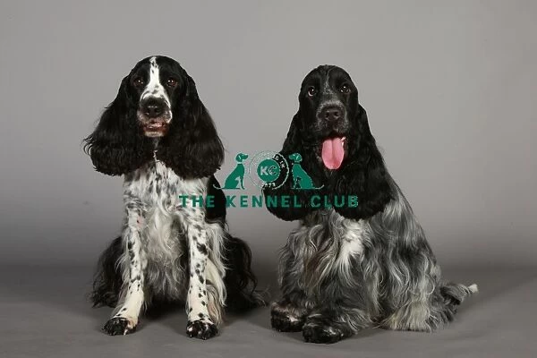 Crufts 2013, nick ridley, stock images, KCPL, KCPL_Stock, March 2013, Spaniel (English