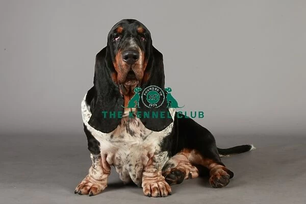 Crufts 2013, nick ridley, stock images, KCPL, KCPL_Stock, March 2013, Basset Hound