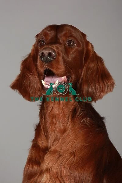 Crufts 2013, nick ridley, stock images, KCPL, KCPL_Stock, March 2013, Irish Setter