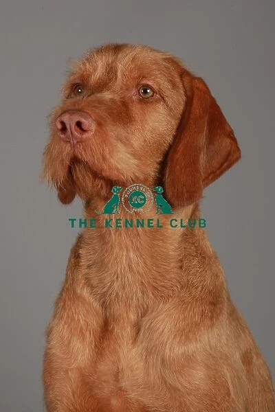 Crufts 2013, nick ridley, stock images, KCPL, KCPL_Stock, March 2013, hungarian wirehaired