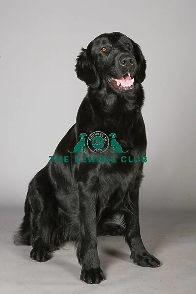 Crufts 2013, nick ridley, stock images, KCPL, KCPL_Stock, March 2013, Retriever
