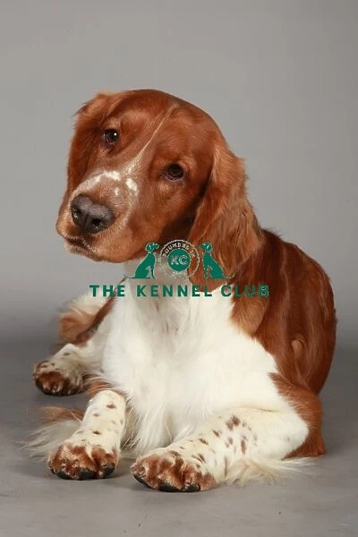 Crufts 2013, nick ridley, stock images, KCPL, KCPL_Stock, March 2013, Spaniel (Welsh
