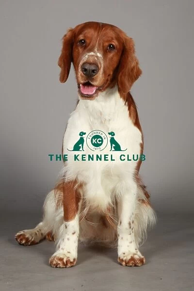 Crufts 2013, nick ridley, stock images, KCPL, KCPL_Stock, March 2013, Spaniel (Welsh