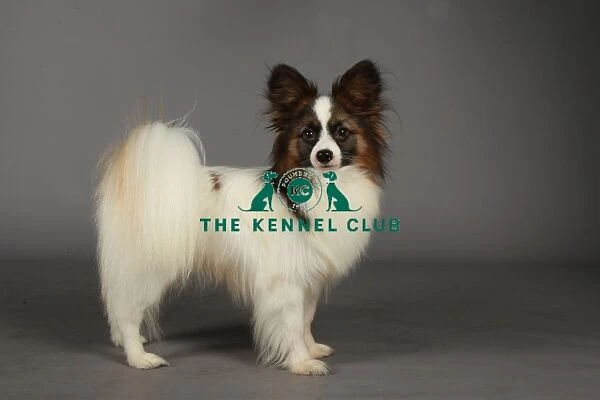 Crufts 2013, nick ridley, stock images, KCPL, KCPL_Stock, March 2013, papillon