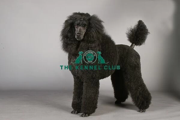 Crufts 2013, nick ridley, stock images, KCPL, KCPL_Stock, March 2013, poodle