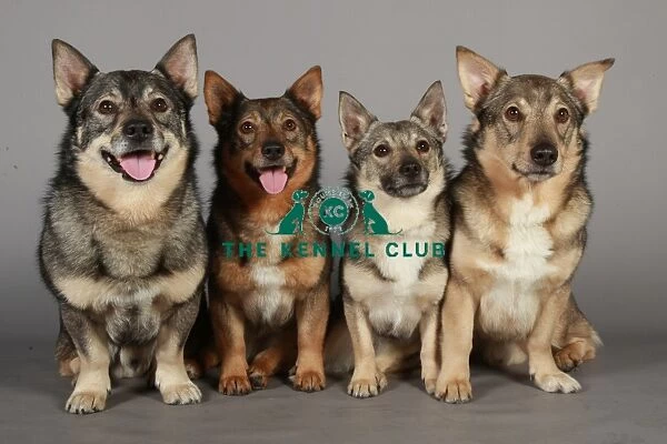 Crufts 2013, nick ridley, stock images, KCPL, KCPL_Stock, March 2013, swedish vallhund