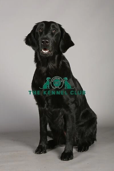 Crufts 2013, nick ridley, stock images, KCPL, KCPL_Stock, March 2013, Retriever