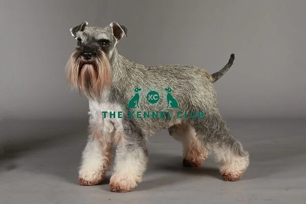 Crufts 2013, nick ridley, stock images, KCPL, KCPL_Stock, March 2013, Miniature Schnauzer