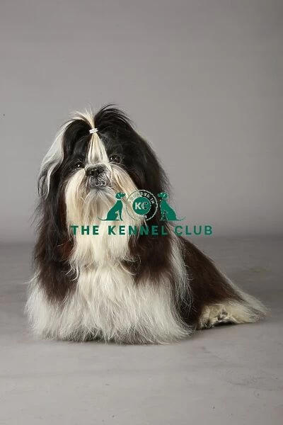 Crufts 2013, nick ridley, stock images, KCPL, KCPL_Stock, March 2013, shih tzu