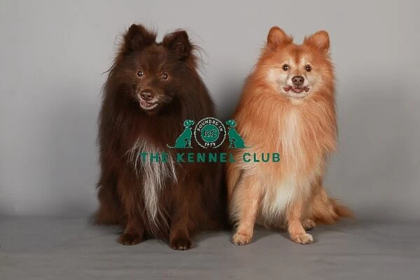 Crufts 2013, nick ridley, stock images, KCPL, KCPL_Stock, March 2013, german spitz