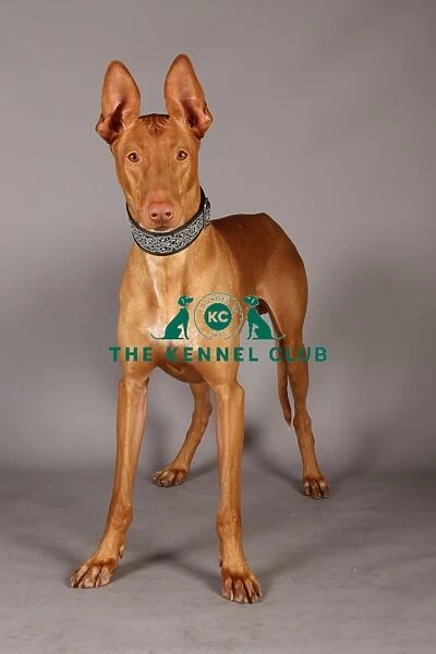 Crufts 2013, Pharoah Hound, nick ridley, stock images, KCPL, March 2013, KCPL_Stock