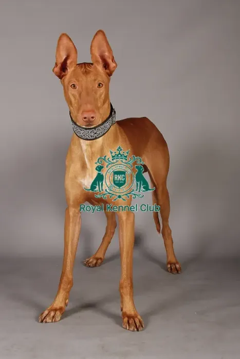 Framed Print : Crufts 2013, Pharoah Hound, nick ridley, stock images, KCPL, March 2013, KCPL_Stock