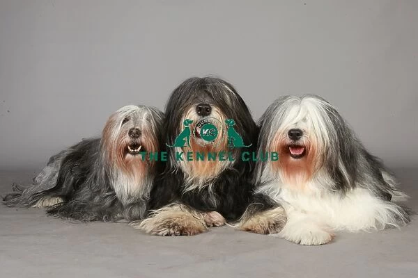Crufts 2013, Polish Lowland Sheepdog, group portrait, Posed, nick ridley, KCPL, stock images