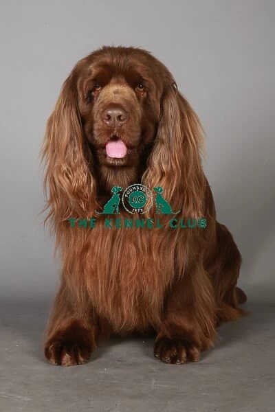 Crufts 2013, Spaniel (Sussex), gundog group, portrait, nick ridley, March 2013, stock images
