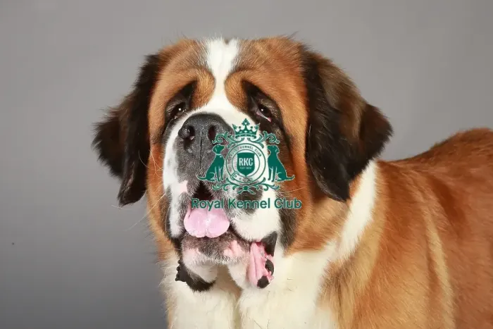 Framed Print : Crufts 2013, St Bernard, stock images, KCPL, nick ridley, working group, portrait