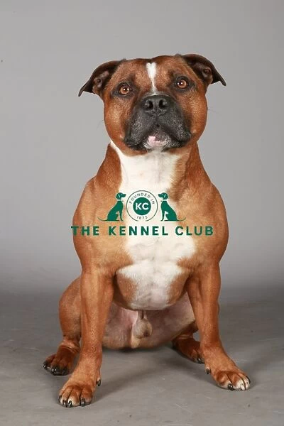 Crufts 2013, Staffordshire Bull Terrier, KCPL_Stock