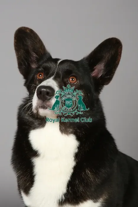 Framed Print : Crufts 2013, Welsh Corgi Pembroke, March 2013, nick ridley, KCPL, KCPL_Stock, pastoral