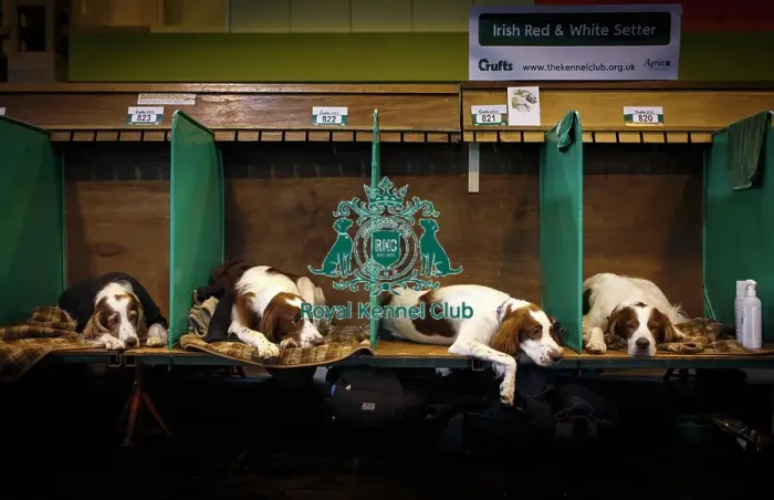 Framed Print : Crufts 2015
