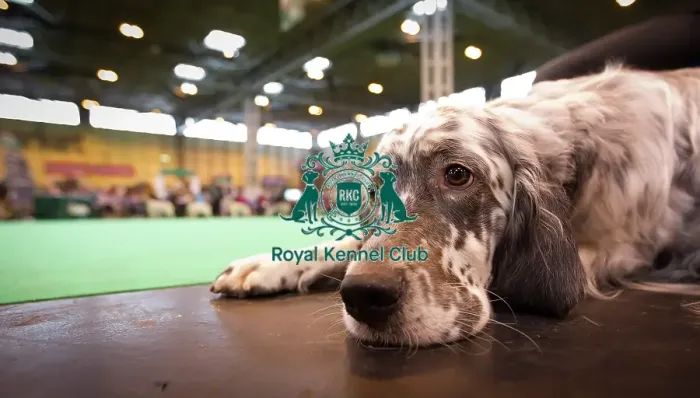 Framed Print : Crufts 2015 Framed Print : Crufts 2015
